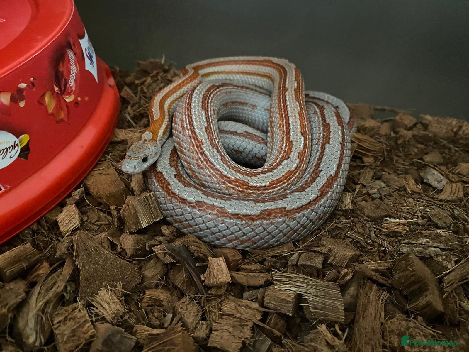 Corn Snake reptiles for sale: Corn snakes - Advert 3