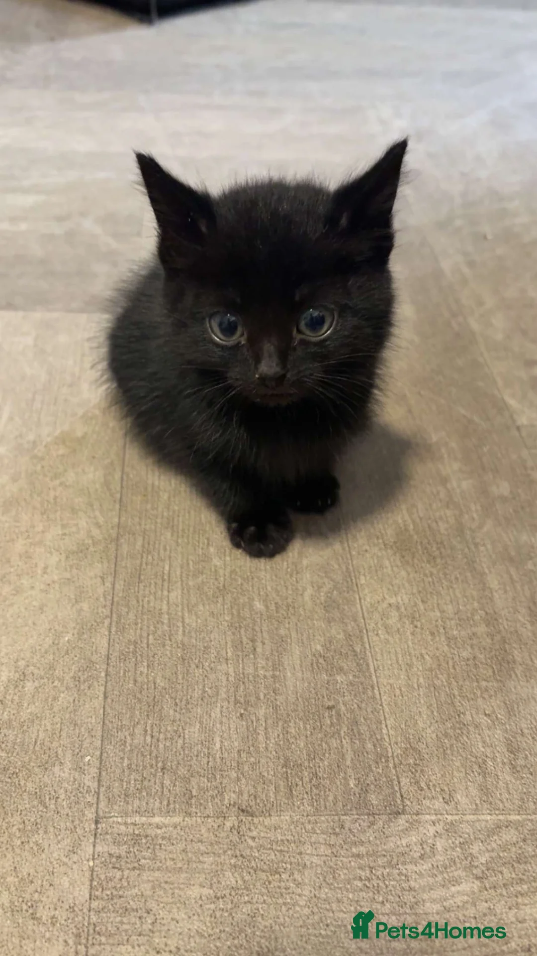 Mixed Breed cats for sale: Beautiful kittens  - Advert 8