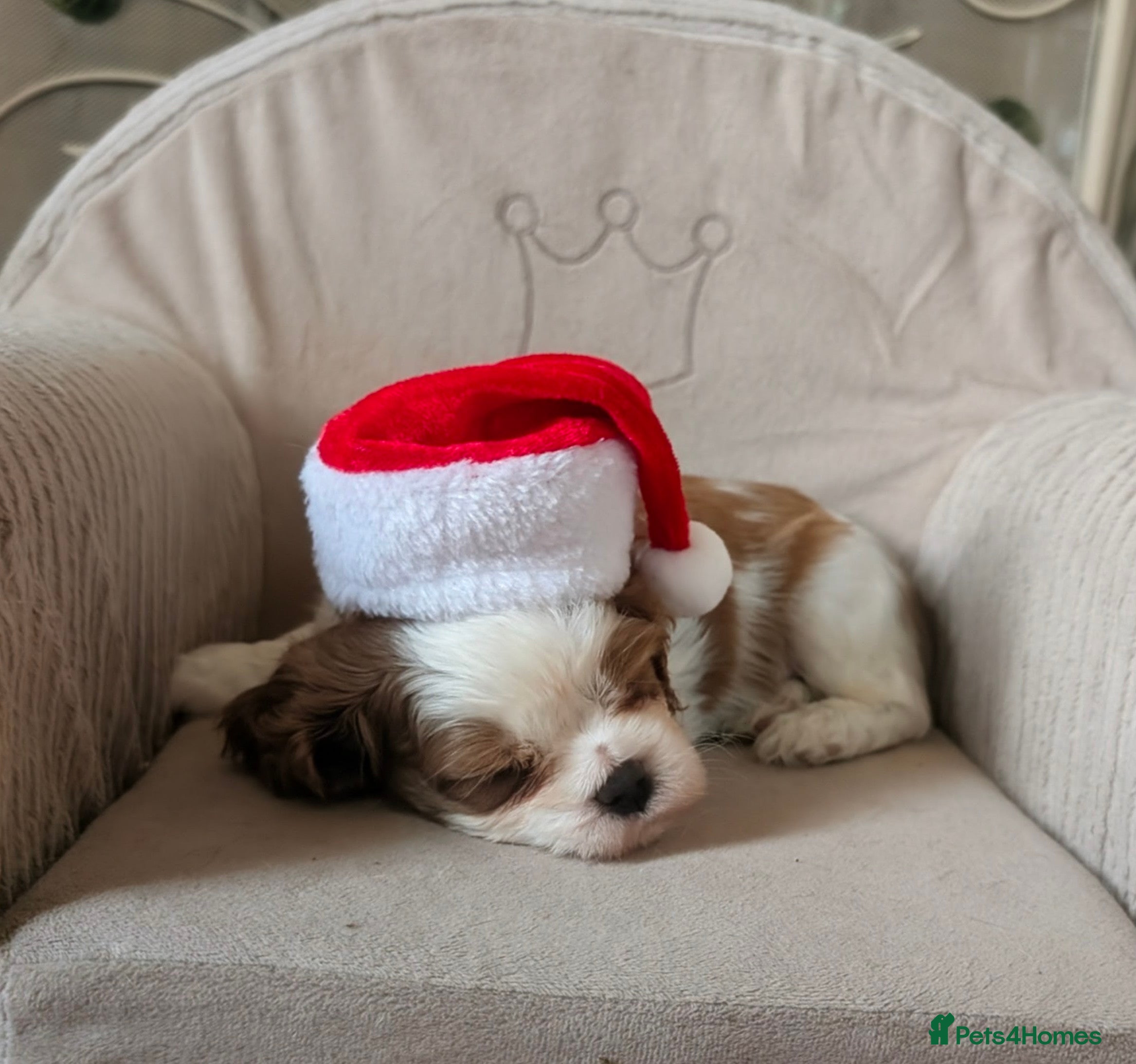 Cavalier King Charles Spaniel dogs Exquisite Boy available KC Cavalier King Charles - Advert 1