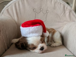 Cavalier King Charles Spaniel dogs Exquisite Boy available KC Cavalier King Charles - Advert 11