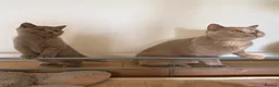 British Shorthair cats for sale: British Shorthair kittens  - Advert 5