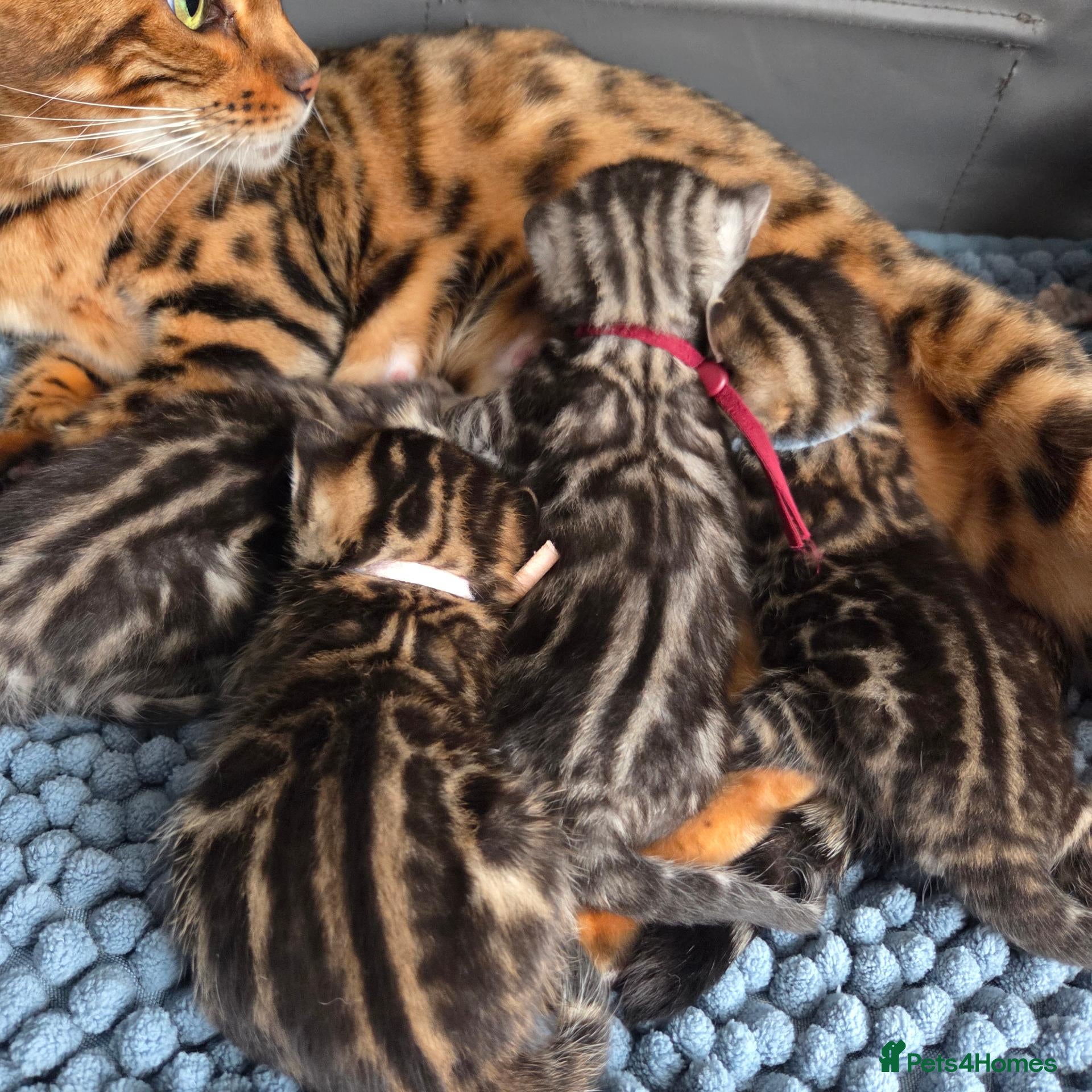 Bengal cats  Purebred TICA Registered Bengal Kittens 🐾 - Advert 1