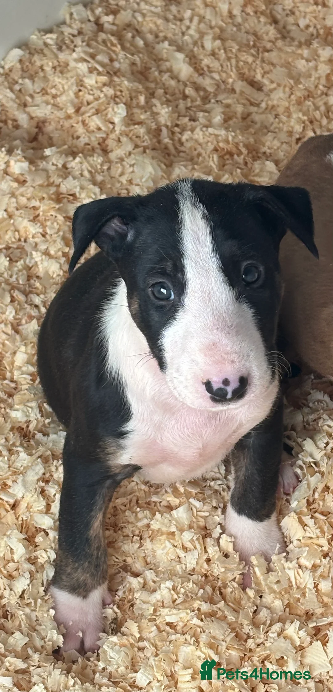 Bull Terrier dogs for sale: 🇬🇧🇬🇧BULLYVIEW🇬🇧🇬🇧 - Advert 2