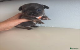 Mixed Breed dogs for sale: French billhuahua - Image 23