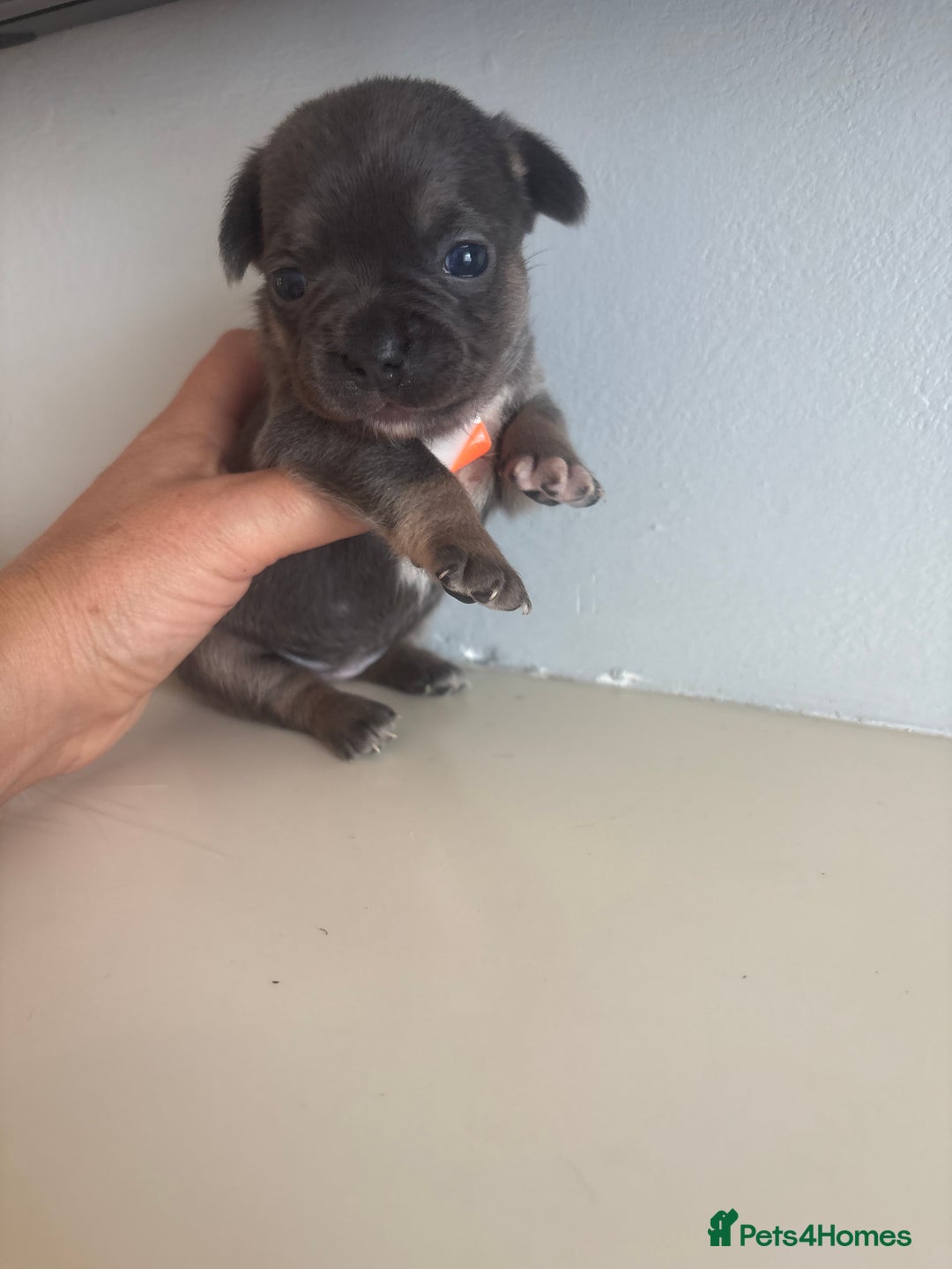 Mixed Breed dogs for sale: French billhuahua - Image 23