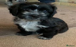 Mixed Breed dogs for sale: 2 Beautiful Shih Tzu x - Image 3