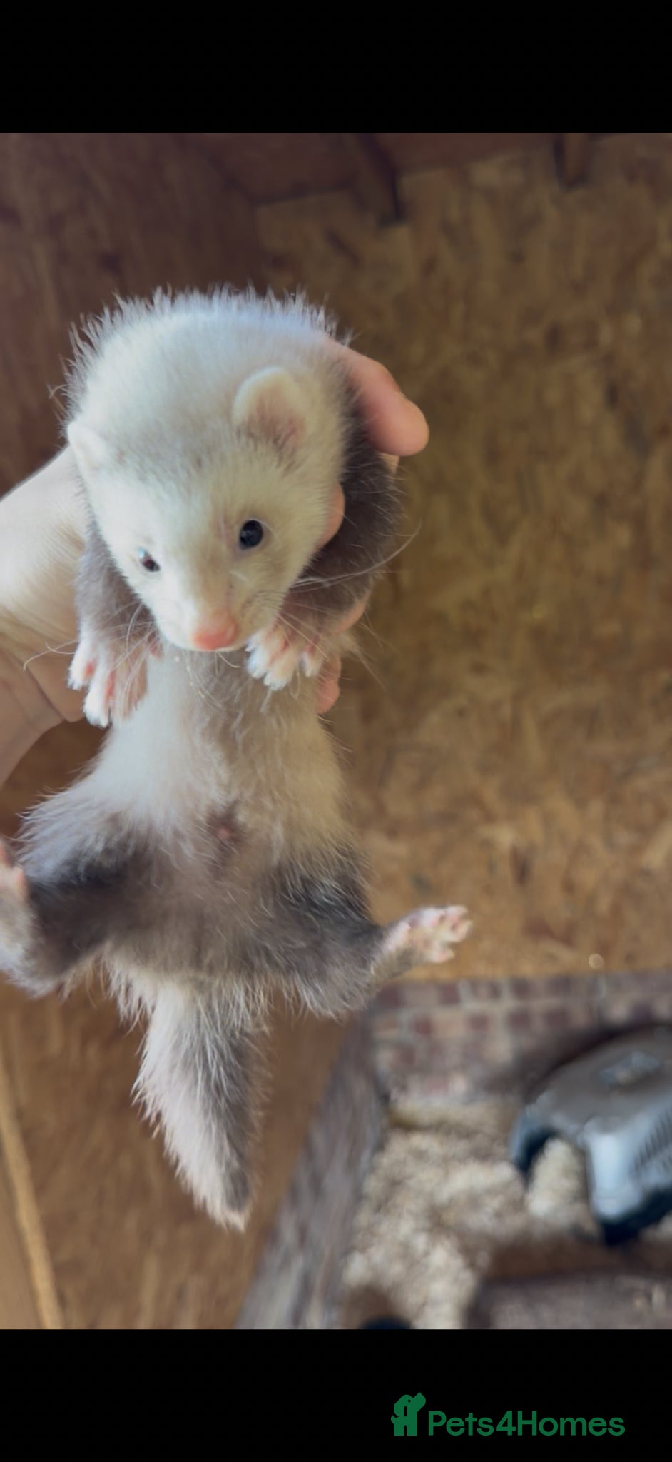 Ferret rodents Half micro ferret to greyhound type  - Advert 1