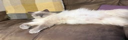 Mixed Breed cats for sale: Beautiful Ragdoll mixed kittens for Sale  - Advert 8