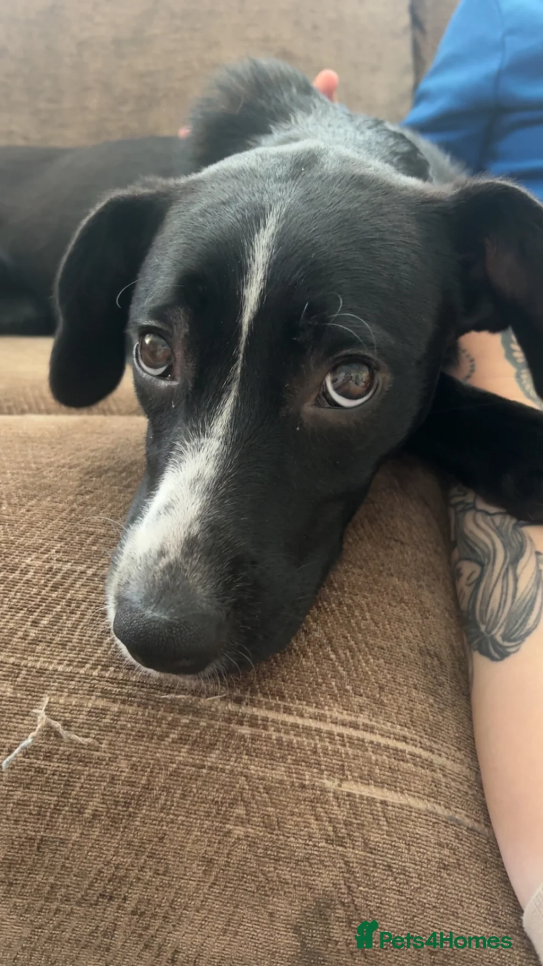 Mixed Breed dogs for sale: Rehoming 9 month puppy - Advert 2