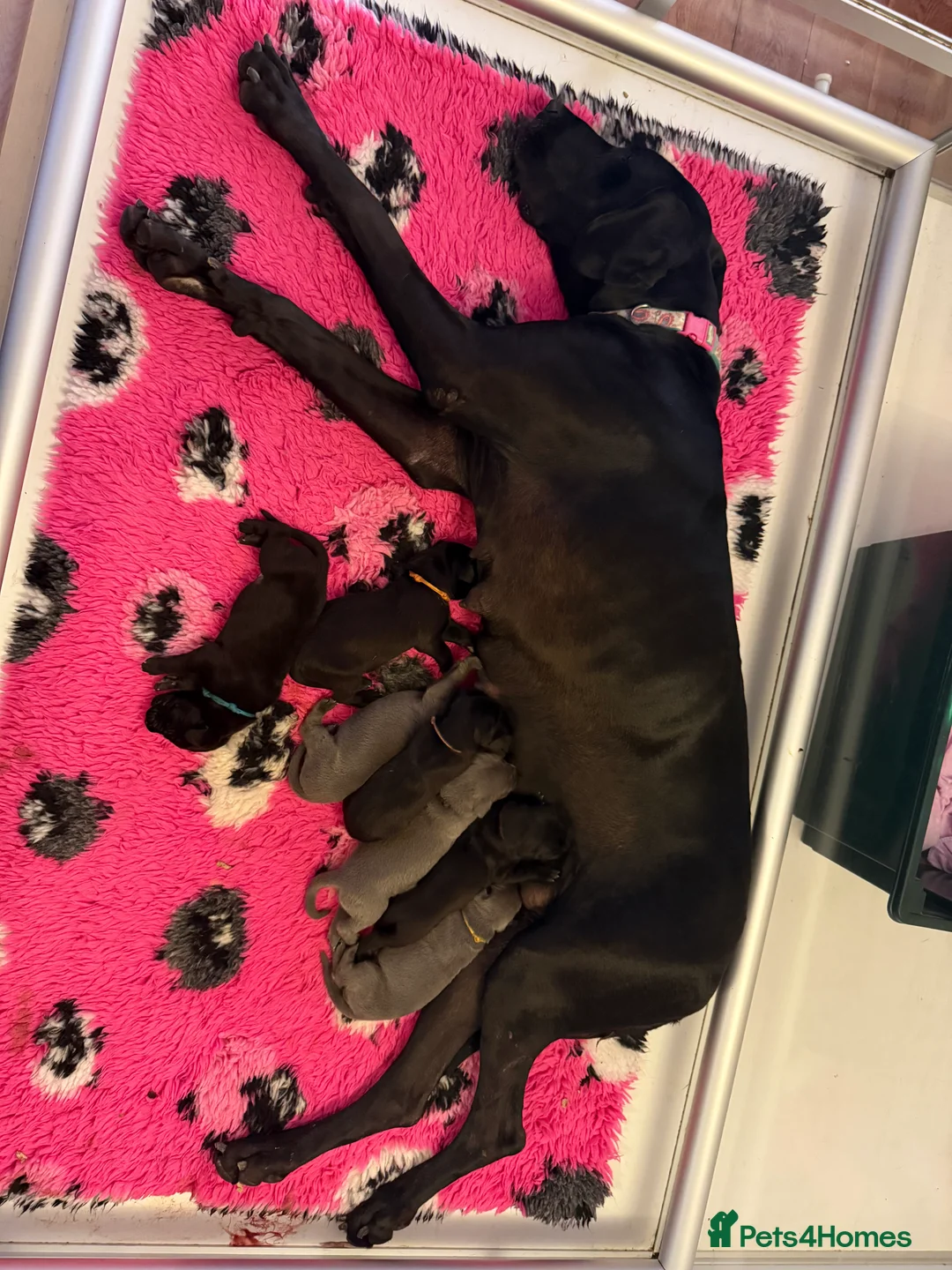 Great Dane dogs for sale: Blue & black puppies from health tested parents.  in Worksop - Advert 2