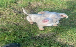 Staffordshire Bull Terrier dogs for stud:  Blue - Image 9