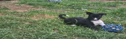 Border Collie dogs for sale: Last collie bitch pup  - Advert 3