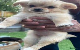 Chihuahua dogs for sale: Small Teacup Chihuahua (Russian/Portuguese lines) - Image 4