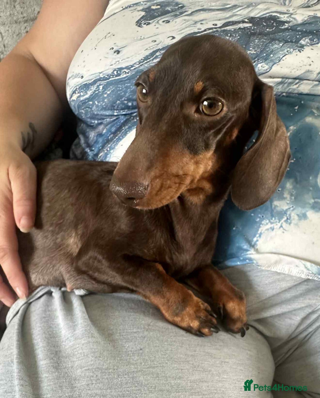Dachshund dogs for sale: Puppies for sale - Image 11