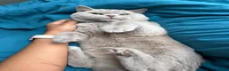 British Shorthair cats for sale: Beautiful British Blue  - Advert 4