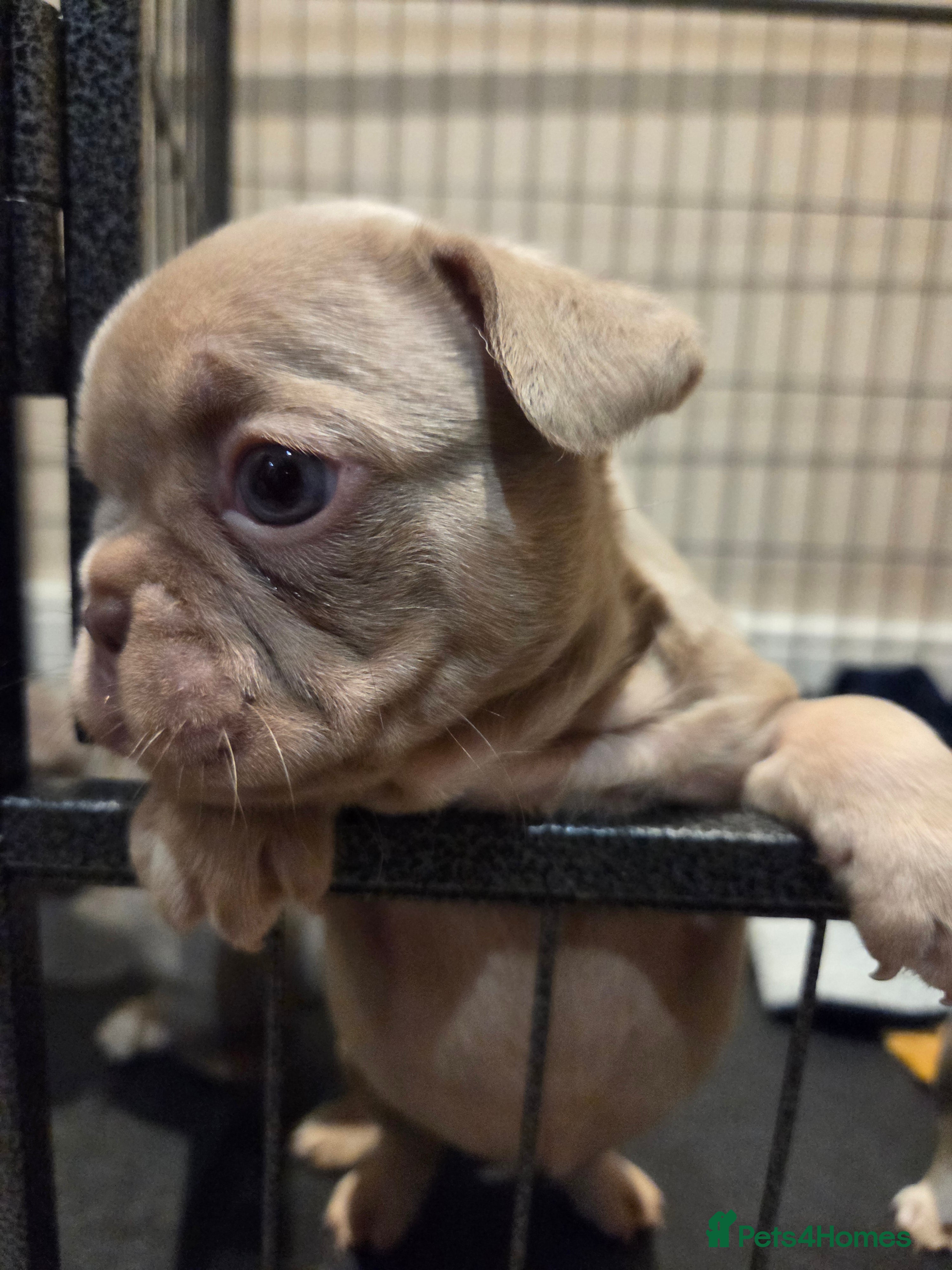 French Bulldog dogs Isabella & lilac & tan chunky frenchies - Advert 3