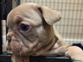 French Bulldog dogs Isabella & lilac & tan chunky frenchies - Advert 1