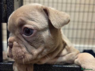 French Bulldog dogs Isabella & lilac & tan chunky frenchies - Advert 10