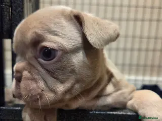 French Bulldog dogs Isabella & lilac & tan chunky frenchies - Advert 18