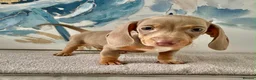 Dachshund dogs for sale: Isabella tan dachshunds  2 males left - Advert 5