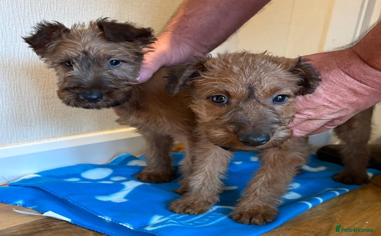 Irish Terrier dogs - Advert 1