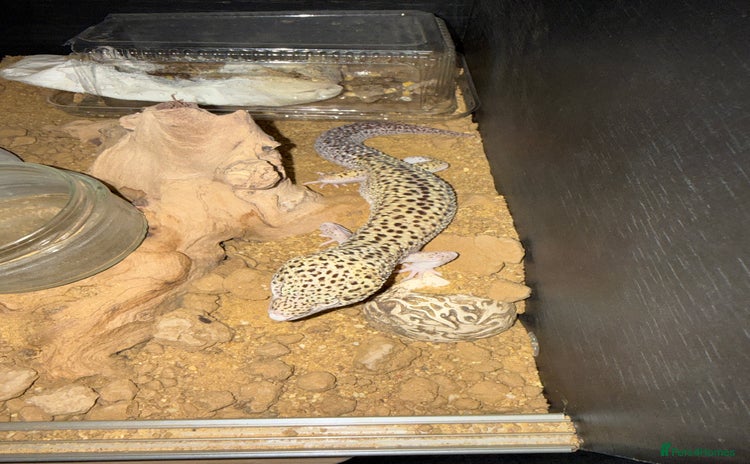 Gecko reptiles - Advert 14