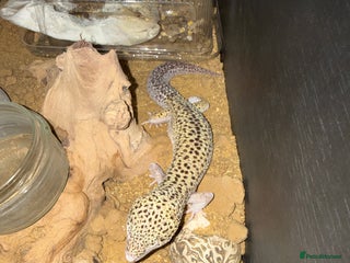 Gecko reptiles - Advert 9