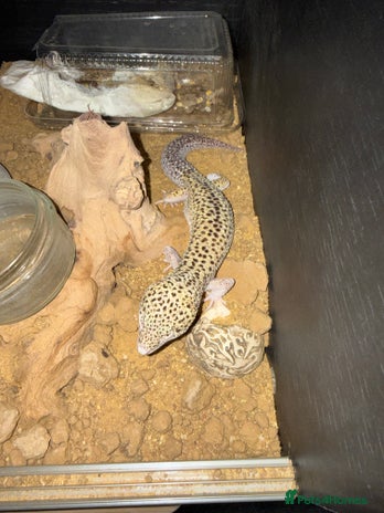 Gecko reptiles - Advert 16