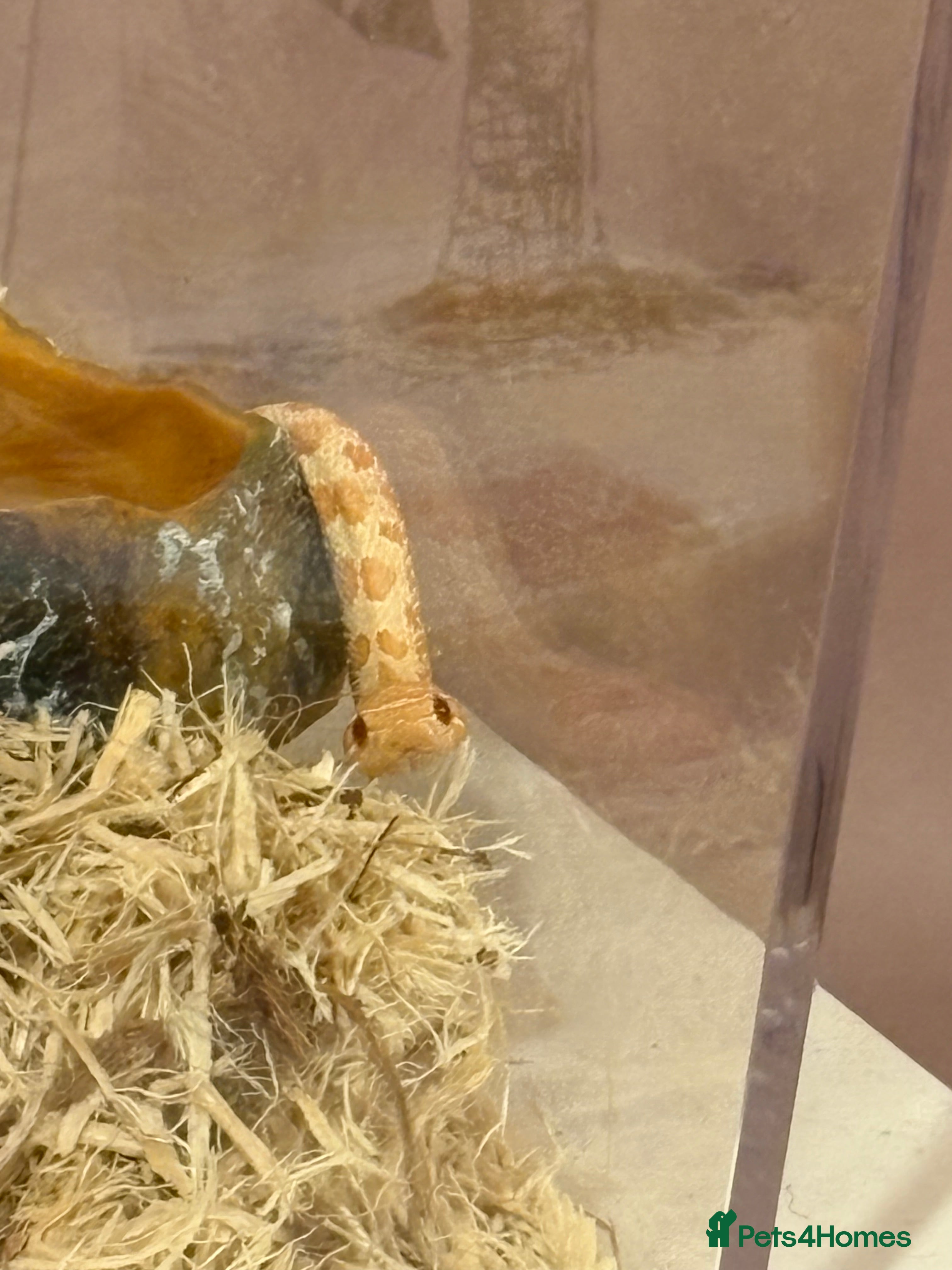 Snake reptiles Baby Albino Superconda  - Advert 5