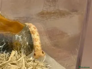 Snake reptiles Baby Albino Superconda - Advert 5