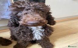 Miniature Poodle dogs for sale: 500ono Reduced 1 choc boy to find forever homes  in Malton - Image 1