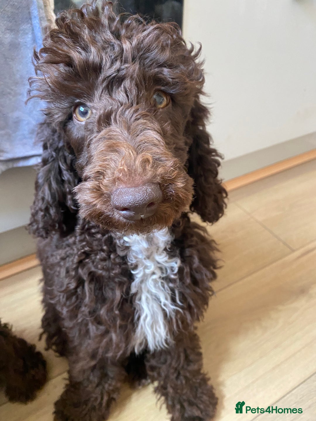 Miniature Poodle dogs for sale: 500ono Reduced 1 choc boy to find forever homes  in Malton - Image 1