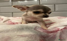 Chihuahua dogs for sale: Chihuahua puppies for sale  - Image 4