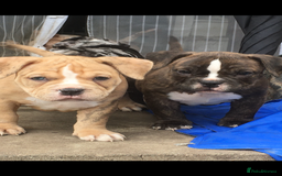 American Bully dogs for sale: Micro Merle bullys - Image 16