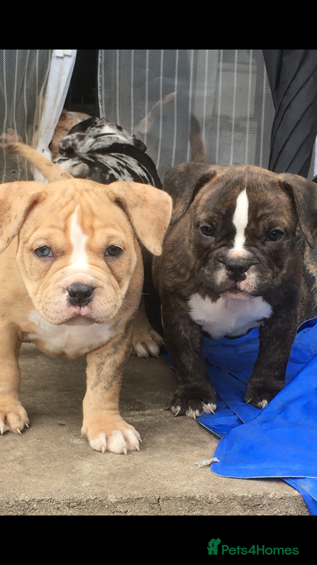 American Bully dogs for sale: Micro Merle bullys - Image 16