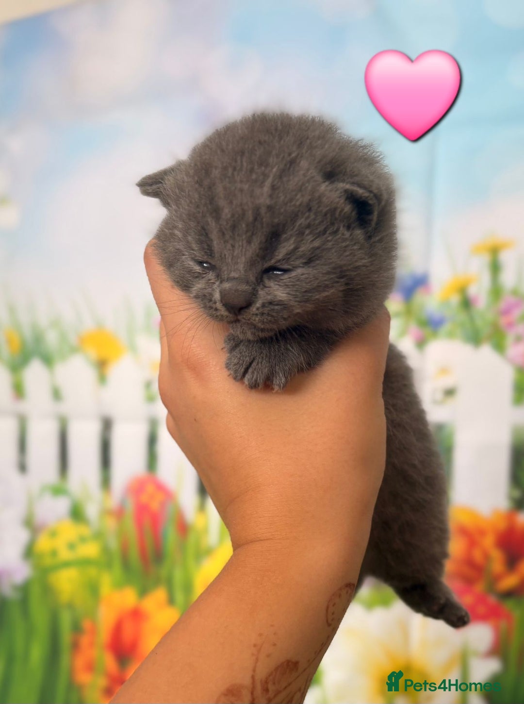 British Shorthair cats for sale: British Shorthair Kittens  - Image 15