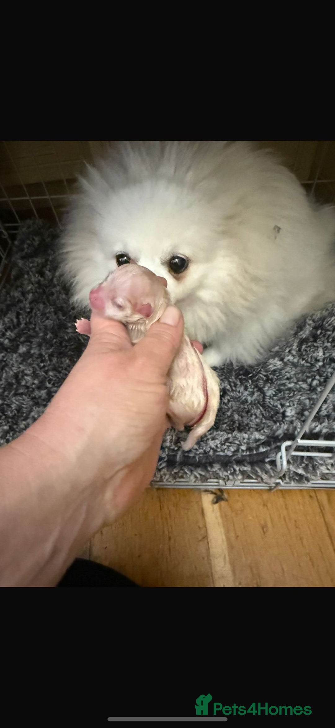 Pomeranian dogs for sale: Two Snow White Teddy Poms ❄️ 🤍 ❤️ 🐻  - Advert 4