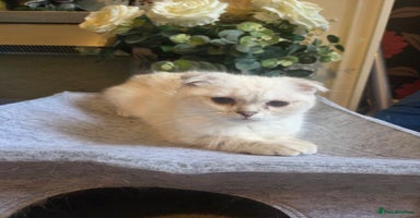 British Shorthair cats - Advert 14