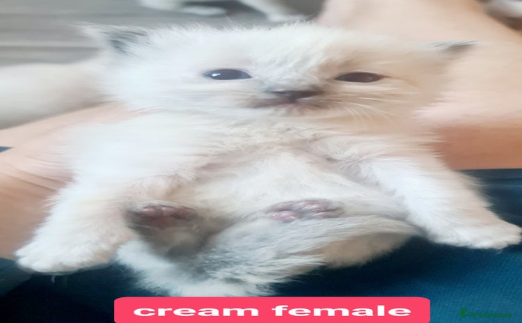 Ragdoll cats - Advert 10