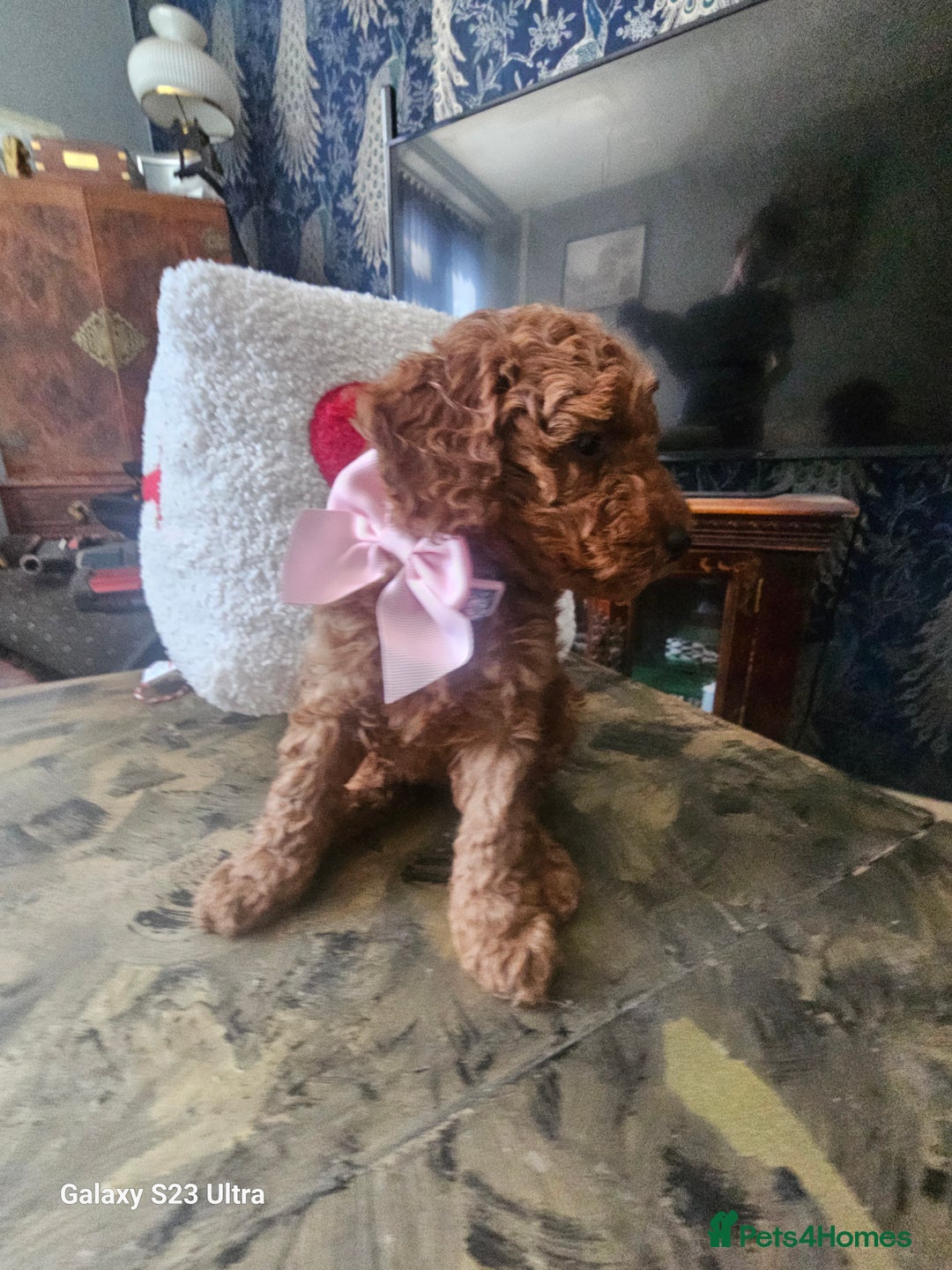 Miniature Poodle dogs for sale: Kc reg outstanding miniature Poodles in Stourbridge - Image 3