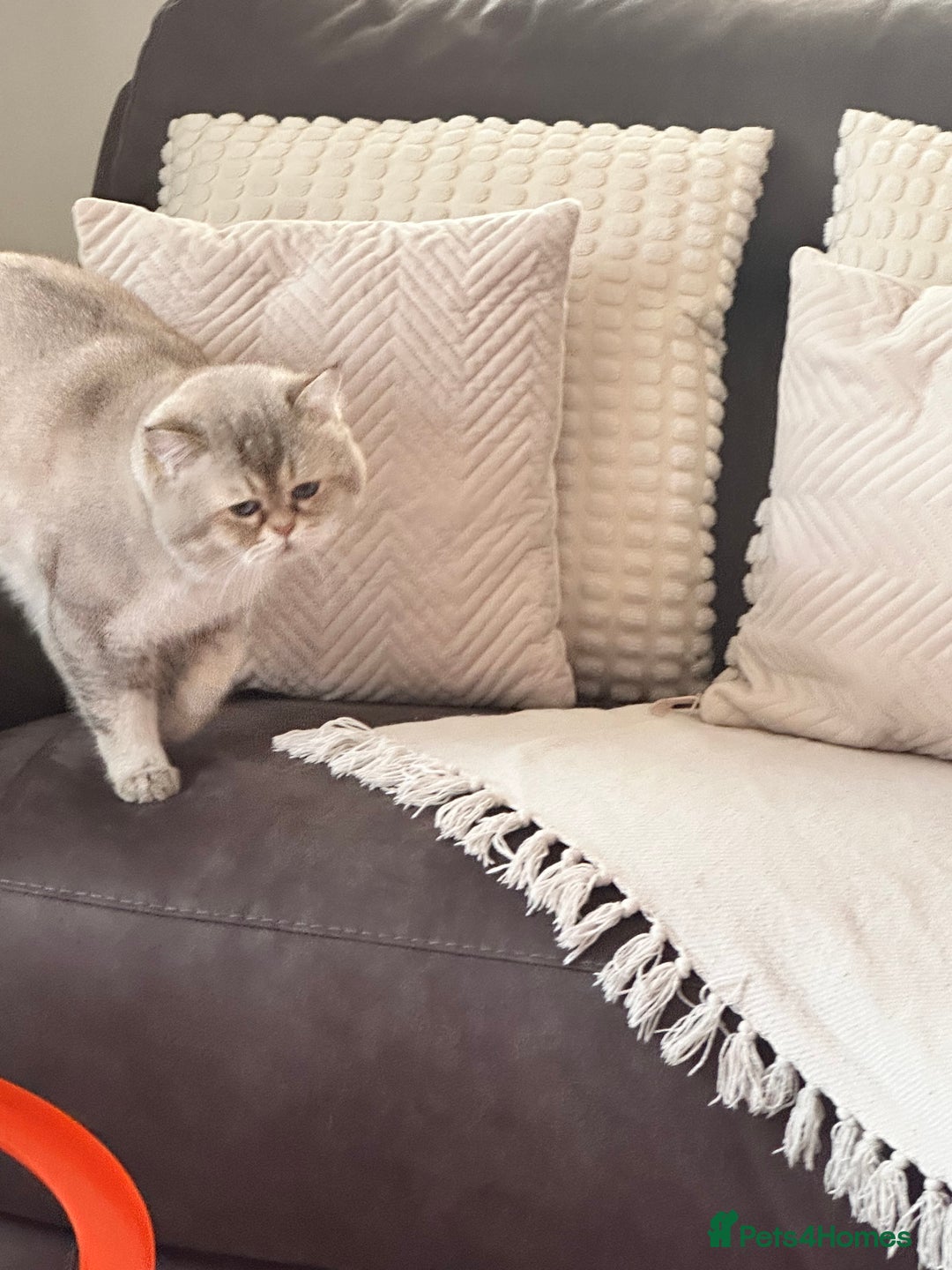 British Shorthair cats for stud: Teddy  - Advert 13