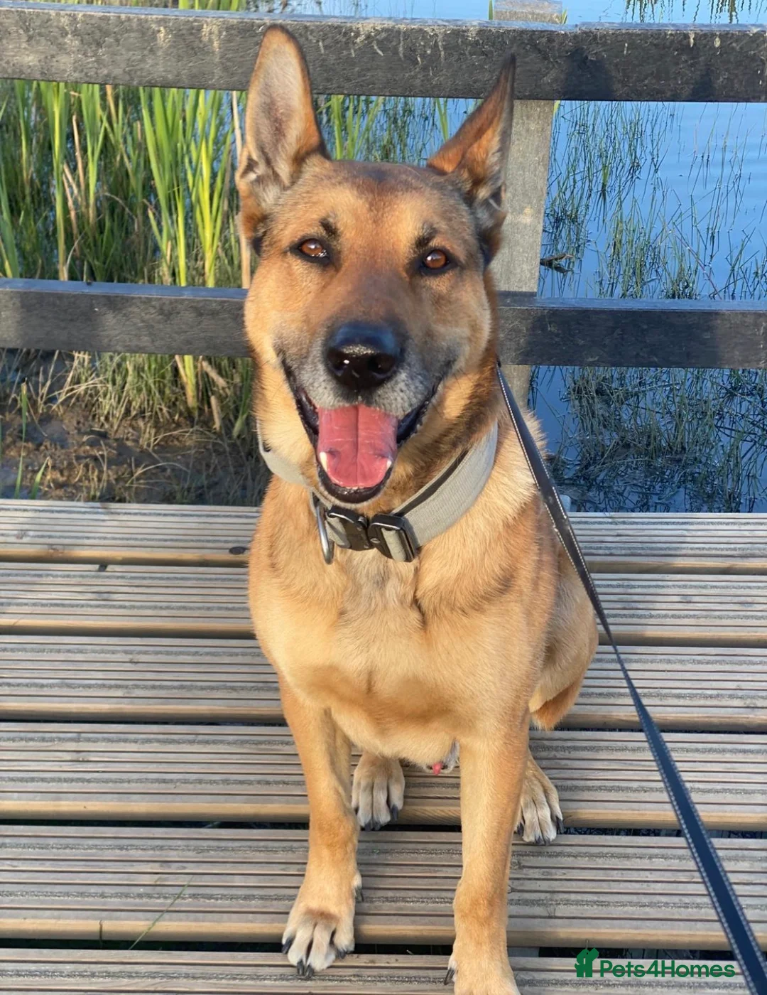 Mixed Breed dogs for stud: Stunning Belgian Malinois x White German Shepherd  - Advert 1