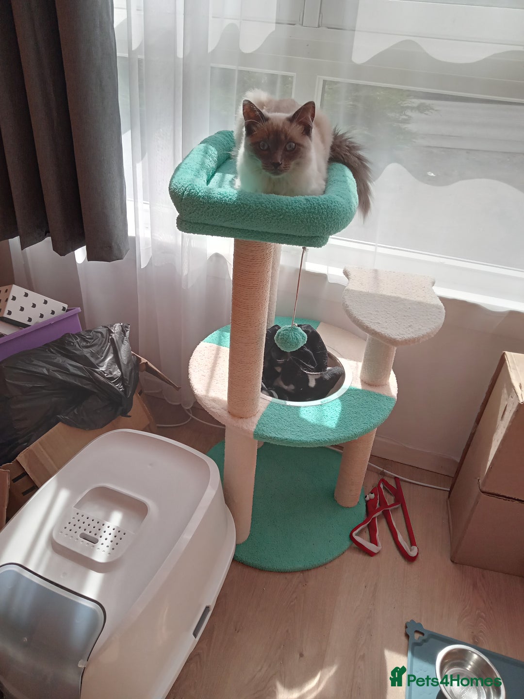 Ragdoll cats for sale: Male ragdoll kitten for sale - Image 4