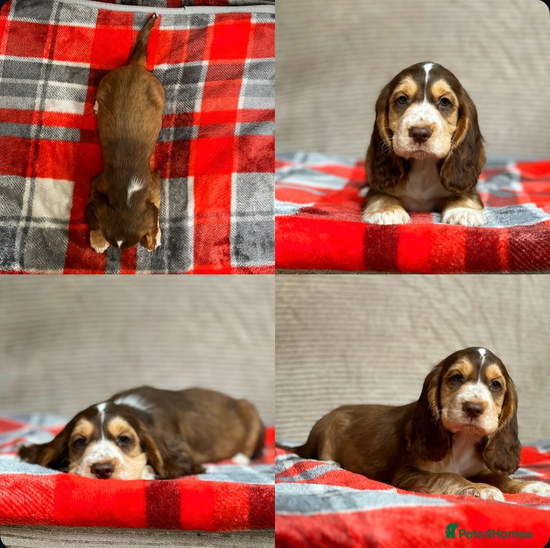 Cocker Spaniel dogs for sale: STUNNING COCKER SPANIEL PUPPIES  - Image 26