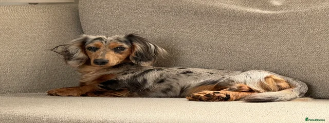 Ember