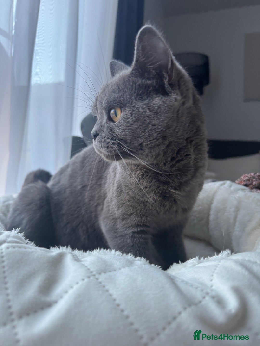 British Shorthair cats for sale: British Shorthair Cat - Rehoming due to work - Advert 2