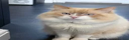 British Longhair cats for sale: British long hair crossed chunky kittens - Advert 8
