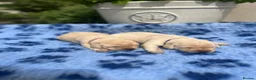 Labrador Retriever dogs for sale: Exquisite KC FTCH Labrador Puppies - Advert 20