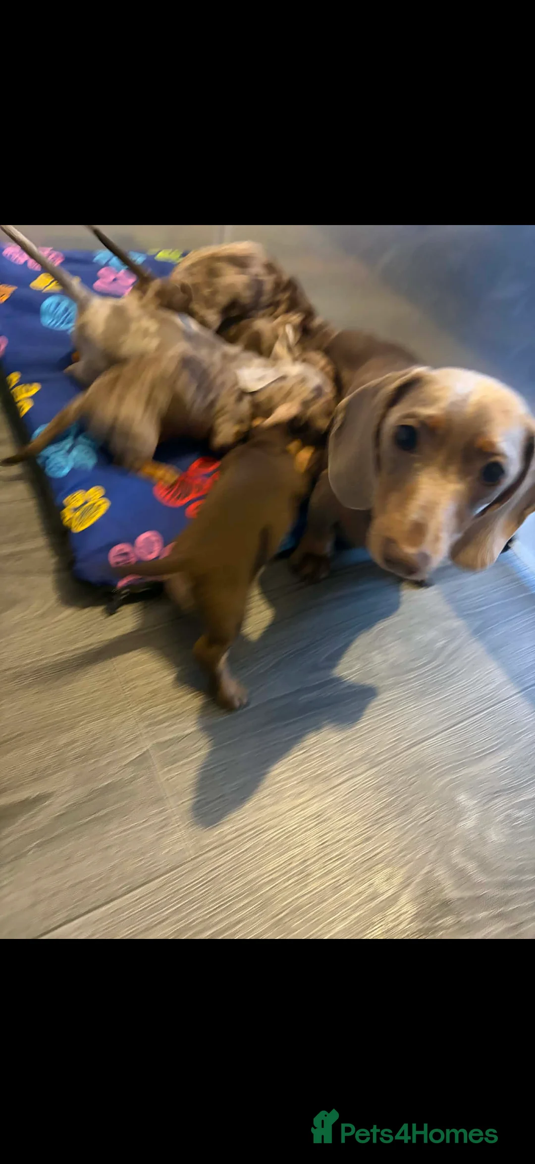 Miniature Dachshund dogs for sale: KC registered Miniature Dachshund puppies  - Advert 31