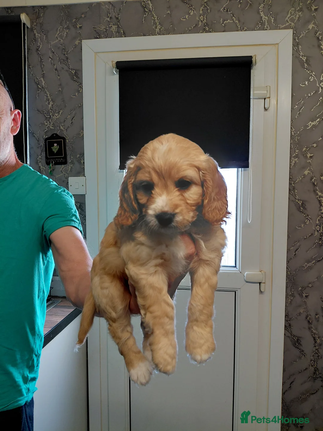 Cockapoo dogs for sale: Cockerpoo  puppys  - Advert 17